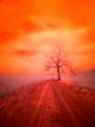 USA-Washington State-Palouse Infrared of lone tree along side country road Art Print